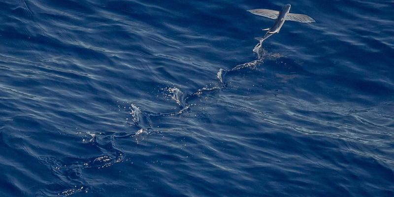 从实验室到画布:Scott Fijolek在摩托罗拉的设计遗产如何重塑个人博客与插画美学